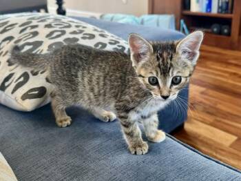 Tilly -  Domestic Short Hair Cat for Adoption in Denver, Colorado - Tilly | PetCurious