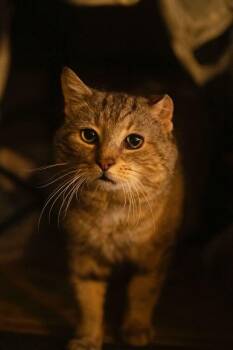 Rescue Tabby Cats for Adoption in Hoboken, New Jersey - Grandpa Ken | PetCurious