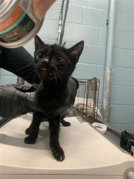 Domestic Short Hair Cats Available for Adoption - AURORA | PetCurious