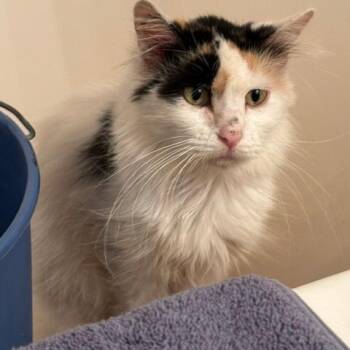 Esther C12705 -  Domestic Long Hair Cat for Adoption - Esther C12705 | PetCurious