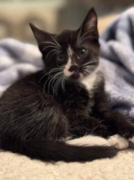 Faline -  Tuxedo Cat for Adoption in Roxbury Township, New Jersey - Faline | PetCurious