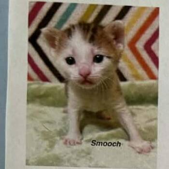 Smooch -  Domestic Short Hair Cat Available for Adoption in Bentonville, Arkansas - Smooch | PetCurious