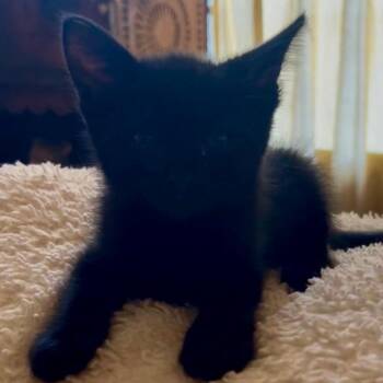 Abraxos -  Domestic Short Hair Cat for Adoption in Los Angeles, California - Abraxos | PetCurious