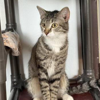 Juna -  Domestic Short Hair Cat for Adoption in Auburn, Nebraska - Juna | PetCurious