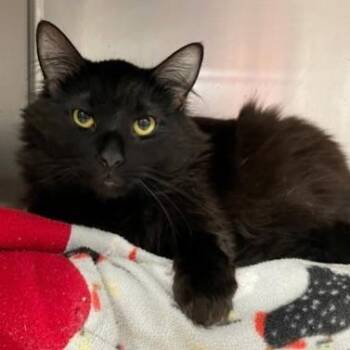 Merlin -  Domestic Long Hair Cat for Adoption in Downers Grove, Illinois - Merlin | PetCurious