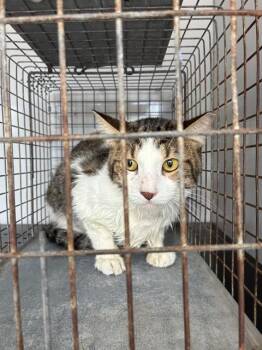 A138641 -  Domestic Short Hair Cat for Adoption in Palmetto, Florida - A138641 | PetCurious