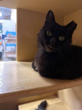 Moscato -  Domestic Long Hair Cat for Adoption in Cleveland, Ohio - Moscato | PetCurious