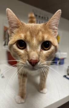American Shorthair Cats Available for Adoption in Greenfield, Indiana - Russ | PetCurious