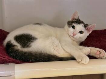 Domestic Short Hair Cats Available for Adoption in Boston, Massachusetts - DIVA | PetCurious