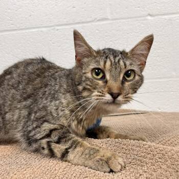 Domestic Short Hair Cats Available for Adoption - SVAS-Stray-38439 | PetCurious