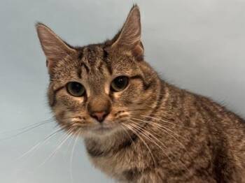 Sully -  Domestic Short Hair Cat for Adoption in Golden Valley, Minnesota - Sully | PetCurious