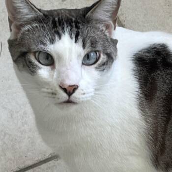 Rainier -  Domestic Short Hair Cat for Adoption in Port Charlotte, Florida - Rainier | PetCurious