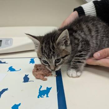Fairy -  Domestic Short Hair Cat for Adoption in Lynchburg, Virginia - Fairy | PetCurious
