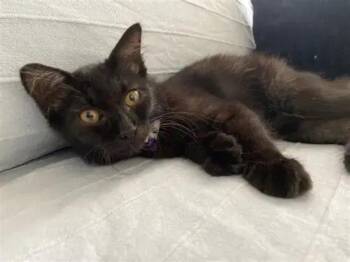 Godiva Chocolate Fluff -  Domestic Medium Hair Cat for Adoption in Friendswood, Texas - Godiva Chocolate Fluff | PetCurious