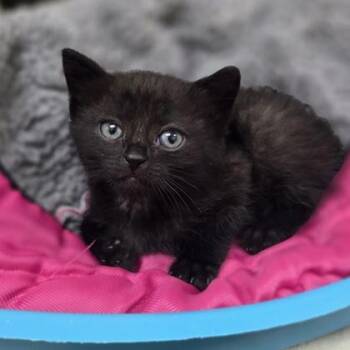 Louie -  Domestic Short Hair Cat for Adoption in Westland, Michigan - Louie | PetCurious