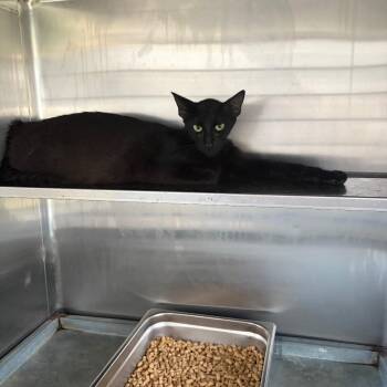 Domestic Short Hair Cats Available for Adoption in Edinburg, Texas - Carry | PetCurious