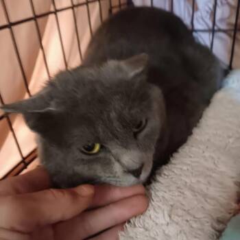 Jerry -  Domestic Short Hair Cat for Adoption in Bismarck, North Dakota - Jerry | PetCurious