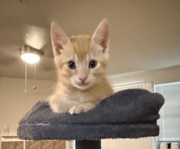 Ginger -  Domestic Short Hair Cat for Adoption in Beaverton, Oregon - Ginger | PetCurious