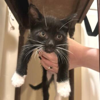 Skye -  Domestic Short Hair Cat for Adoption in Cumming, Georgia - Skye | PetCurious