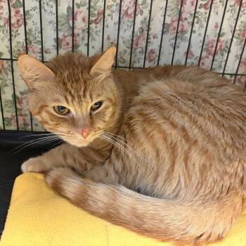Timber -  Domestic Short Hair Cat for Adoption in Cortland, New York - Timber | PetCurious