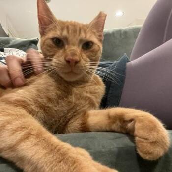 George -  Domestic Short Hair Cat for Adoption in Fairfax, Virginia - George | PetCurious