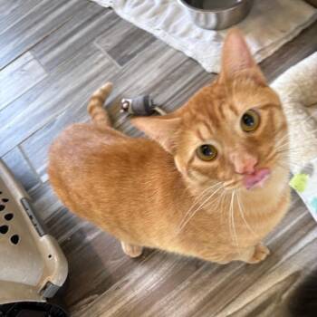 Swayze -  Domestic Short Hair Cat for Adoption in West Des Moines, Iowa - Swayze | PetCurious