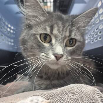 Domestic Short Hair Cats Available for Adoption in Newark, New Jersey - Peachy Keen | PetCurious