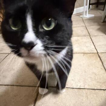 Matilda -  Domestic Short Hair Cat for Adoption in Downers Grove, Illinois - Matilda | PetCurious