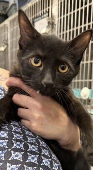 Rescue Domestic Short Hair Cats for Adoption in Walled Lake, Michigan - Ilya | PetCurious