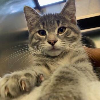Tiny Guy -  Domestic Short Hair Cat for Adoption in Dayton, Ohio - Tiny Guy | PetCurious
