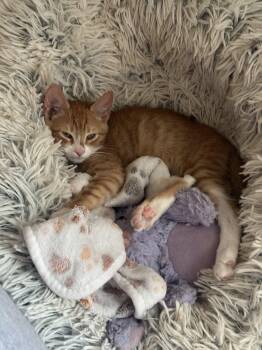 Rescue Domestic Short Hair Cats for Adoption in Manchester, Maryland - Arthur | PetCurious