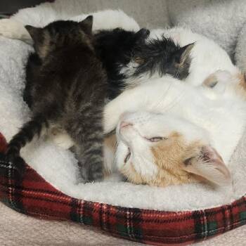 Blossum -  Domestic Short Hair Cat for Adoption in Evensville, Tennessee - Blossum | PetCurious