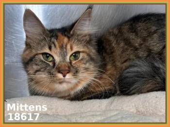 Domestic Medium Hair and Tabby Cats Available for Adoption in Marietta, Georgia - MITTENS | PetCurious