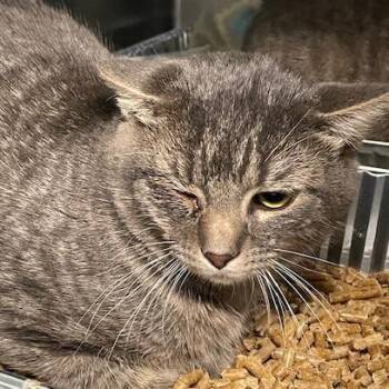 Domestic Short Hair Cats Available for Adoption - Tito | PetCurious