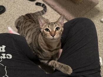 Micah -  Domestic Short Hair Cat for Adoption in Longwood, Florida - Micah | PetCurious