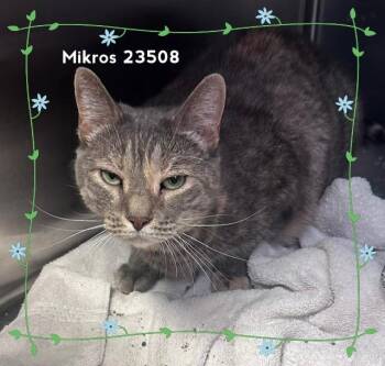 MIKROS -  Domestic Short Hair Cat for Adoption in Marietta, Georgia - MIKROS | PetCurious