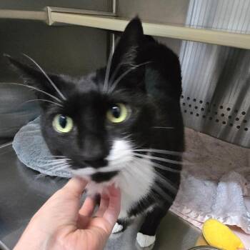Raven "Reese" -  Domestic Short Hair Cat for Adoption in Denver, Colorado - Raven "Reese" | PetCurious
