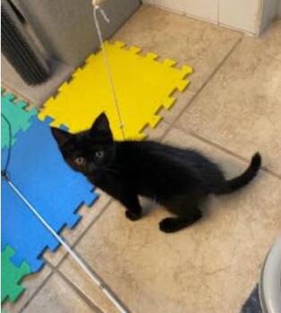 Nugget -  Domestic Short Hair Cat for Adoption in Fort Collins, Colorado - Nugget | PetCurious