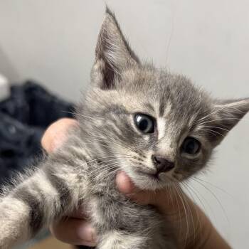 Flake -  Domestic Short Hair Cat for Adoption in Philadelphia, Pennsylvania - Flake | PetCurious