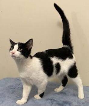 Domestic Short Hair Cats Available for Adoption - KITTEN FRANKIE | PetCurious