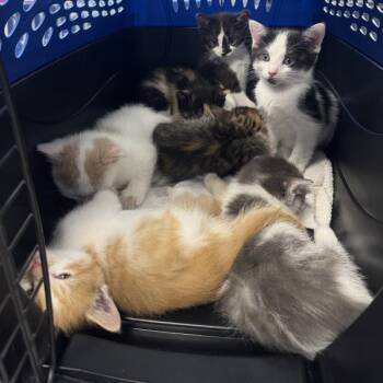 Jessica -  Domestic Short Hair Cat for Adoption in Des Moines, Iowa - Jessica | PetCurious