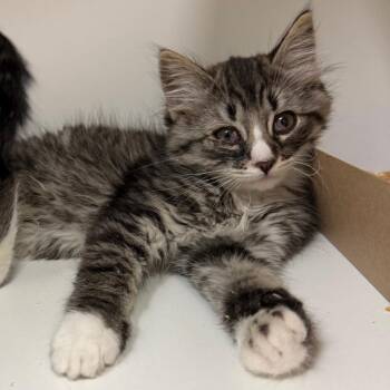 Cashew -  Domestic Medium Hair Cat Available for Adoption in Reno, Nevada - Cashew | PetCurious