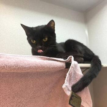 Sandy -  Domestic Medium Hair Cat for Adoption in Pittsburgh, Pennsylvania - Sandy | PetCurious