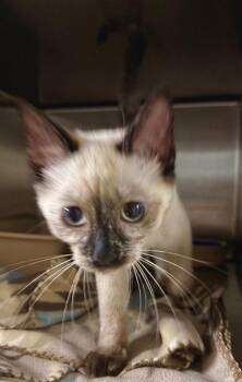 Tiny Tina (Petsmart) -  Domestic Short Hair Cat for Adoption in Ocala, Florida - Tiny Tina (Petsmart) | PetCurious