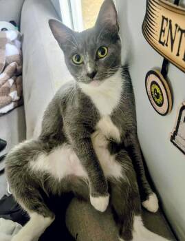 Zazu -  Domestic Short Hair Cat for Adoption in St. Augustine, Florida - Zazu | PetCurious