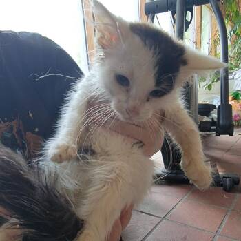 Dobby -  Domestic Short Hair Cat for Adoption in Buffalo, Wyoming - Dobby | PetCurious