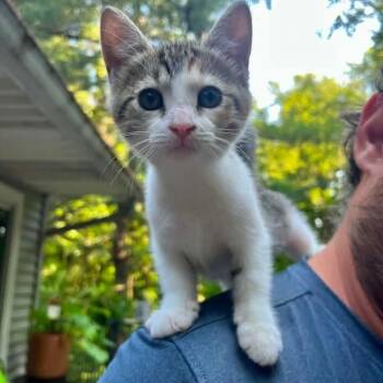 Shredder -  Calico and Tabby Cat for Adoption in Grand Rapids, Michigan - Shredder | PetCurious