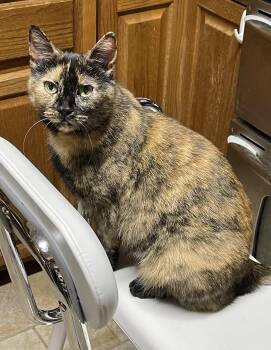 Rescue Domestic Short Hair Cats for Adoption in Lititz, Pennsylvania - Missy | PetCurious