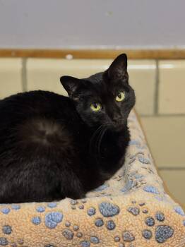 Nicole Collins -  Domestic Short Hair Cat for Adoption in Tipp City, Ohio - Nicole Collins | PetCurious