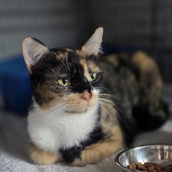Cinnamon -  Calico Cat for Adoption in Wyandotte, Michigan - Cinnamon | PetCurious